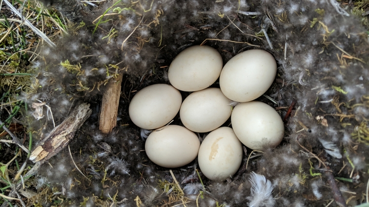 Duck eggs in a nest