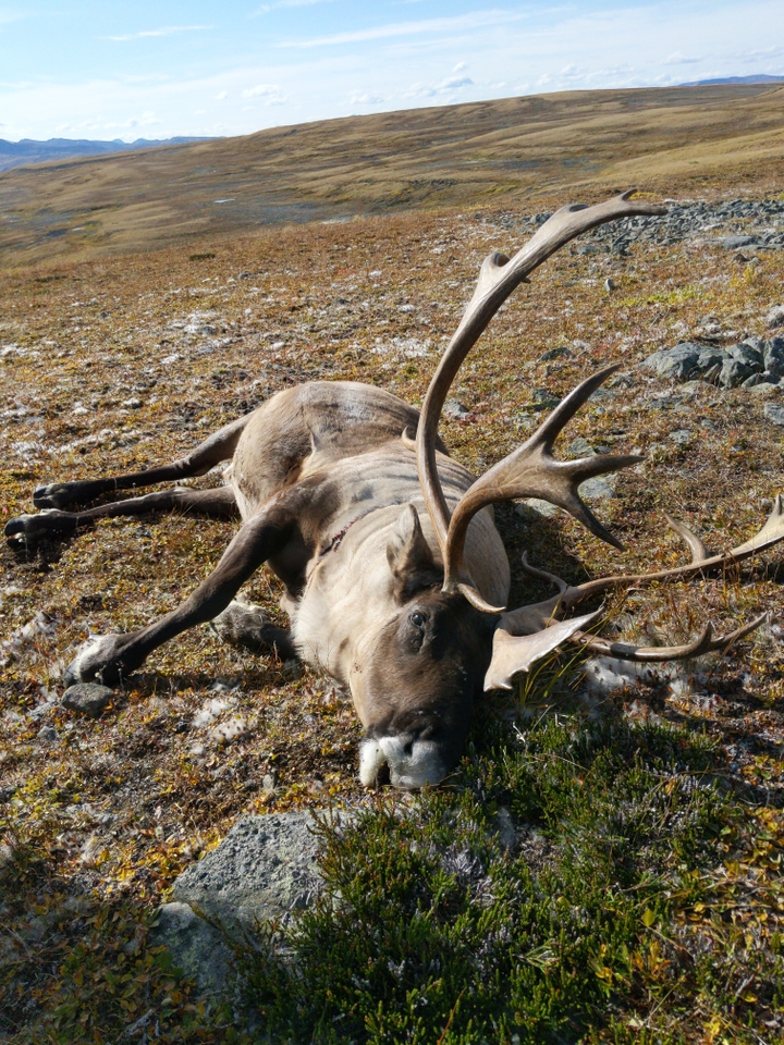 caribou