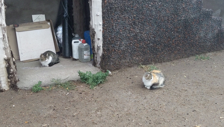 mother daughter ranch cats <3